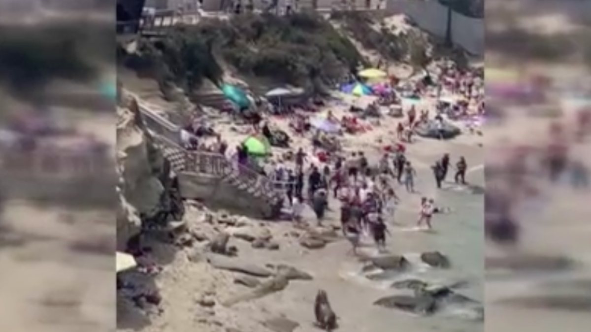 ABD’de plaja çıkan deniz aslanları insanları kovaladı