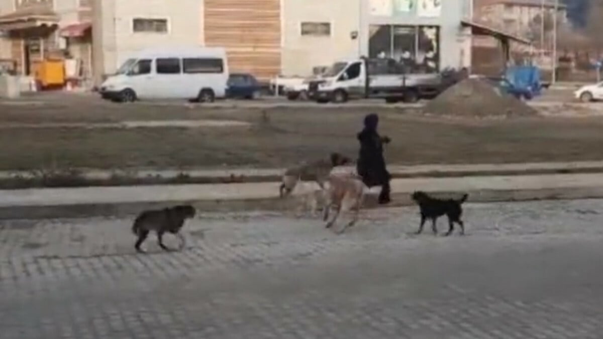 Sinop’ta başıboş köpekler genç kıza saldırdı