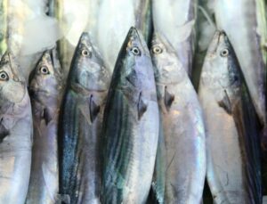 Av yasağının sona ermesiyle Ordu’da balıkçı tezgahları şenlendi