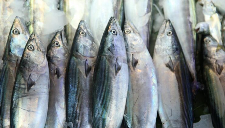 Av yasağının sona ermesiyle Ordu’da balıkçı tezgahları şenlendi