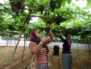 “Siyah inci” mesaisi başladı: On dönüme bir kişi yetiyor, getirisi dudak uçurtuyor!