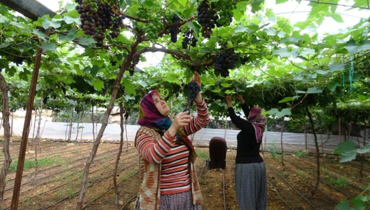 “Siyah inci” mesaisi başladı: On dönüme bir kişi yetiyor, getirisi dudak uçurtuyor!